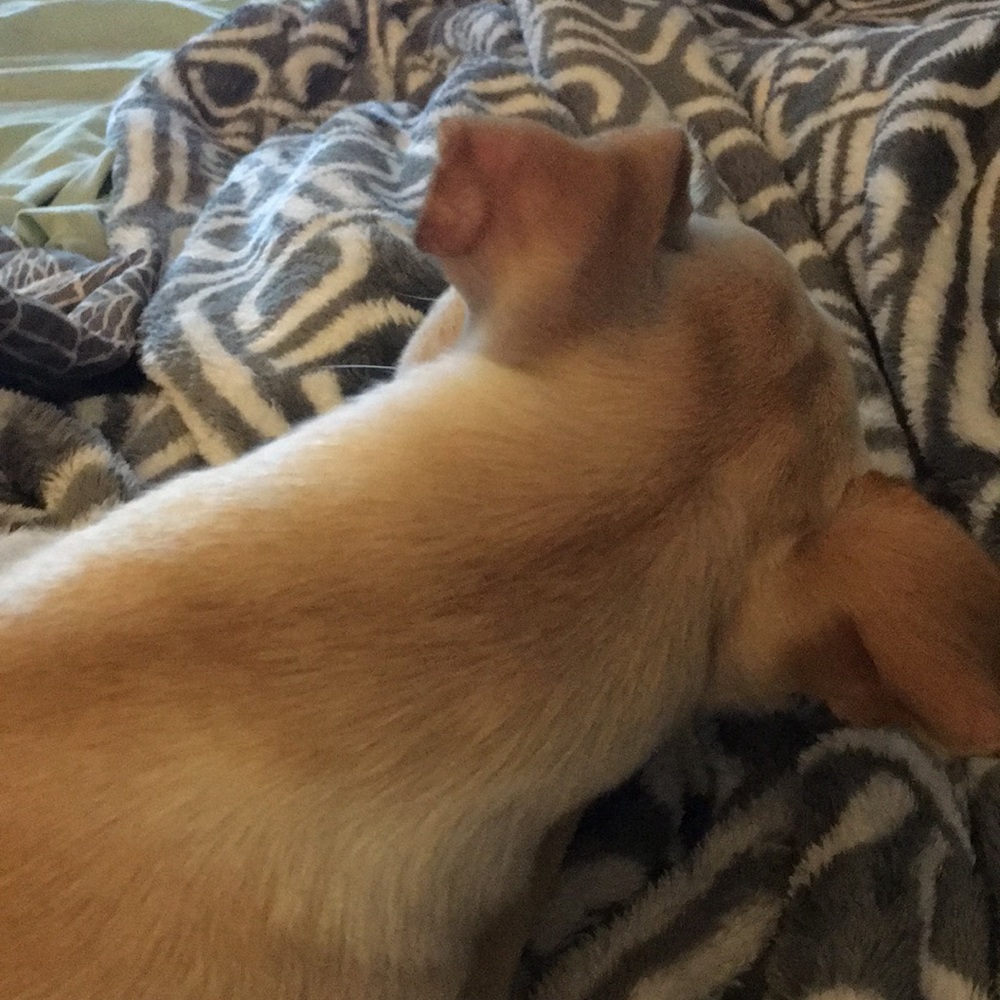 Meet your Posher, Shane